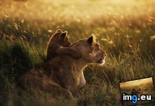 Tags: african, cub, dawn, lion, mother, national, park, serengeti, tanzania (Pict. in Beautiful photos and wallpapers)