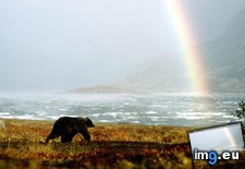 Tags: alaskan, bear, brown (Pict. in National Geographic Photo Of The Day 2001-2009)