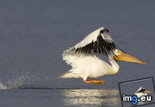 Tags: american, pelican, white (Pict. in Beautiful photos and wallpapers)