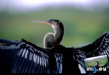 Tags: anhinga, feathers (Pict. in National Geographic Photo Of The Day 2001-2009)