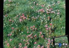 Tags: antelope, bloom, castilleja, clover, exserta, field, indian, owl, paintbrush, ridgecrest, valley (Pict. in Branson DeCou Stock Images)