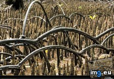 Tags: arching, mangrove, roots (Pict. in National Geographic Photo Of The Day 2001-2009)