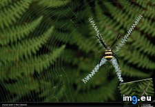 Tags: argiope, spider (Pict. in National Geographic Photo Of The Day 2001-2009)
