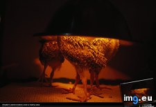 Tags: attwaters, chickens, heat, lamp (Pict. in National Geographic Photo Of The Day 2001-2009)
