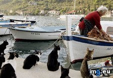 Tags: awaiting, catch, croatia, day, fresh, island, sipan (Pict. in Beautiful photos and wallpapers)