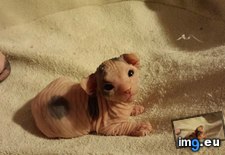 Tags: day, kitten, old, sphynx (Pict. in My r/AWW favs)