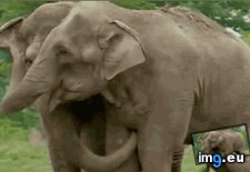 Tags: bond, circus, elephants, immediately, separated, years (GIF in My r/AWW favs)