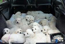 Tags: golden, litters, puppies, retriever, two (Pict. in My r/AWW favs)