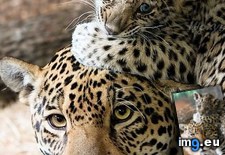 Tags: baby, leopard, mom (Pict. in My r/AWW favs)