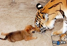 Tags: cat, noses, puppy, rubbing (Pict. in My r/AWW favs)