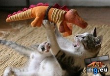Tags: cat, dinosaur, playing (Pict. in My r/AWW favs)