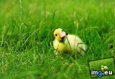 Tags: curious, cute, duckling, exploring, world (Pict. in My r/AWW favs)
