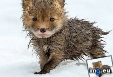 Tags: cute, fox, wet (Pict. in My r/AWW favs)
