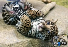 Tags: cub, ferocious, jaguar (Pict. in My r/AWW favs)