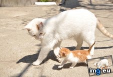 Tags: kitten, mother (Pict. in My r/AWW favs)