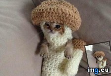 Tags: costume, crocheted, kitten, mushroom (Pict. in My r/AWW favs)