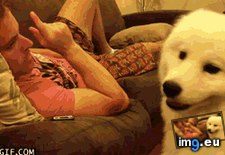 Tags: bff, mans (GIF in My r/AWW favs)