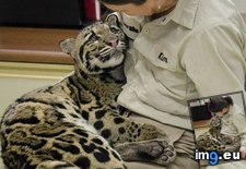 Tags: clouded, cub, diego, ganda, leopard, moment, month, old, san, trainer, zoo (Pict. in My r/AWW favs)