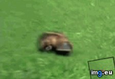 Tags: platypus, running (GIF in My r/AWW favs)