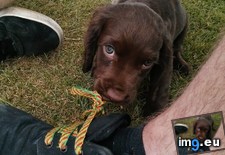 Tags: eating, puppy, shoelace (Pict. in My r/AWW favs)