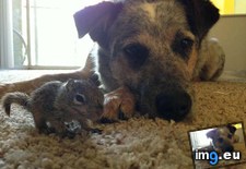 Tags: dog, father, rescued, squirrel (Pict. in My r/AWW favs)