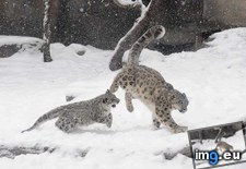 Tags: leopard, mom, month, old, playing, six, snow (Pict. in My r/AWW favs)