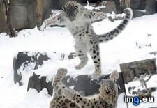 Tags: leopard, mom, month, old, playing, six, snow (Pict. in My r/AWW favs)