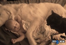 Tags: baby, cat, dog, high, internet, score, sleeping, win (Pict. in My r/AWW favs)