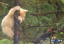Tags: bear, black, brother, spirit, tree, white (GIF in My r/AWW favs)