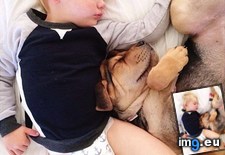 Tags: continue, napping, puppy, toddler (Pict. in My r/AWW favs)