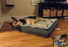 Tags: arthritic, bed, buy, finally, for, huge, months, old, posturepedic, saving, shepherd, was, year (Pict. in My r/AWW favs)