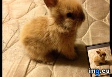 Tags: adorable, baby, bunny (Pict. in My r/AWW favs)