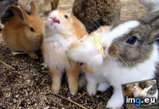 Tags: babies, bunnies, full, island, play, wanted (Pict. in My r/AWW favs)