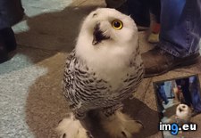 Tags: area, bar, fun, landed, owl, smoking, wanted, was (Pict. in My r/AWW favs)