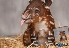 Tags: baby, but, tapir, unusual (Pict. in My r/AWW favs)