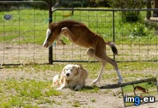 Tags: dog, horse, jumped (Pict. in My r/AWW favs)