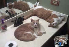 Tags: any, bathroom, spare, time (Pict. in My r/AWW favs)