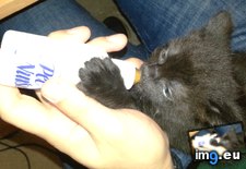 Tags: annoying, bottle, ear, feeding, kittens, pretty, twitch, worth (GIF in My r/AWW favs)