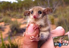 Tags: australian, possum, pygmy, western (Pict. in My r/AWW favs)