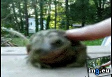 Tags: mothafuckin, toadrubs, yiss (GIF in My r/AWW favs)