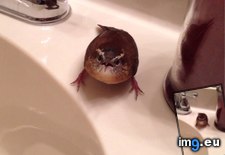 Tags: baby, bathroom, bird, flew, human, time, was (Pict. in My r/AWW favs)