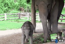 Tags: baby, elephant, spots, visitor (GIF in My r/AWW favs)