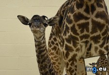 Tags: baby, born, cincinnati, giraffe, morning, zoo (Pict. in My r/AWW favs)