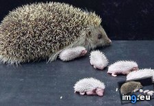 Tags: baby, hedgehogs, mother (Pict. in My r/AWW favs)