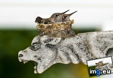 Tags: atop, baby, gargoyle, hummingbirds, mama, wait (Pict. in My r/AWW favs)