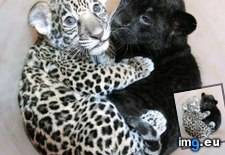 Tags: baby, cuddling, jaguar, panther (Pict. in My r/AWW favs)
