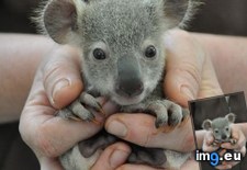Tags: baby, koala (Pict. in My r/AWW favs)
