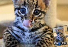 Tags: baby, ocelot (Pict. in My r/AWW favs)