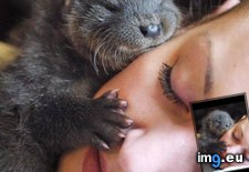 Tags: baby, cute, face, hug, hugging, loves, otter (Pict. in My r/AWW favs)