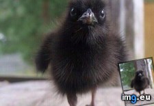 Tags: baby, raven (Pict. in My r/AWW favs)